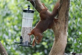 Squirrel and bird seeds