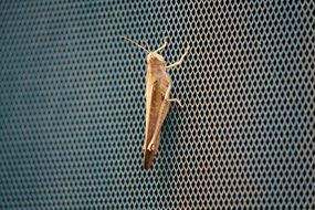 brown grasshopper on the trellis