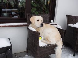 Beautiful, cute and colorful golden retriever sitting on the chair