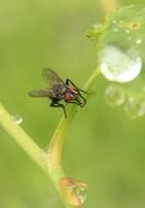black fly on a plant