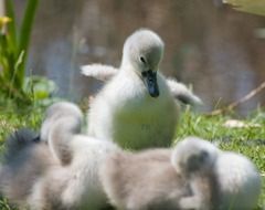 little swans on green grass