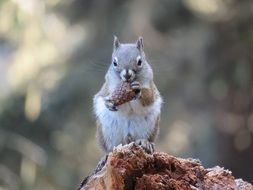 closeup photo of squirrel with fir cone in the park