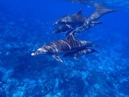 picture of the swimming dolphins in a sea