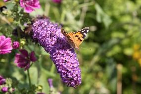 butterfly on the lilac flower close-up on blurred background