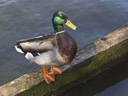 Mallard Drake on wooden bar above Water