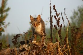 wandering domestic tom cat is on a fence