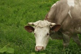 cow in a meadow with green grass