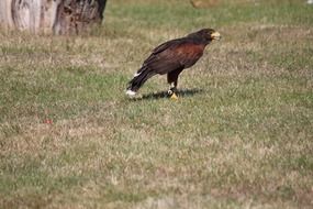 Harris hawk on the ground