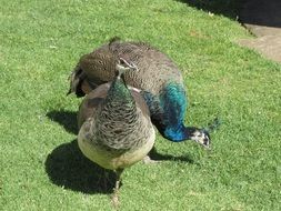 charmingly cute Bird Couple