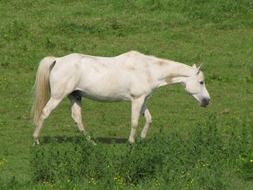 white horse on green pasture