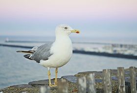 stunningly beautiful Seagull Bird on sea coast