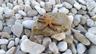 Starfish Sea Animal