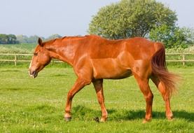 Horse on a field