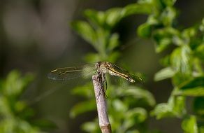 dragonfly on a dry branch close-up on blurred background