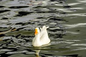 a white swan with an orange beak floats on the lake