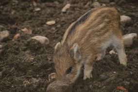 young wild boar in the wild
