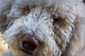 curly dog close up