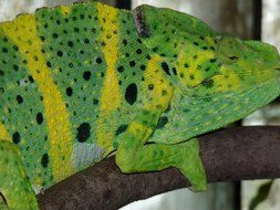 beautiful chameleon on a branch