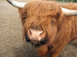 beautiful and cute Cow Ox Cattle