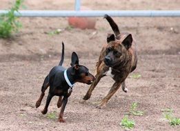 happy dog friends