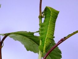 Caterpillar Butterfly