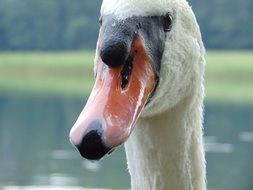 red swan's beak closeup