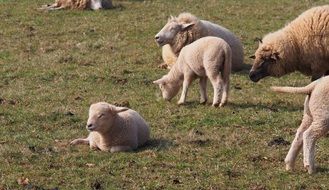 cute colorful Lambs on the grass in farm spring scene