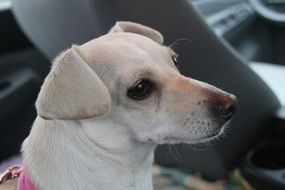 chihuahua in the car