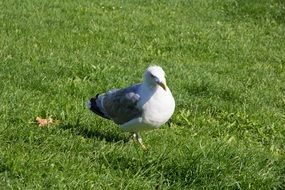 white seagull on a mown lawn on a sunny day