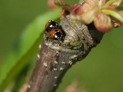 mating ladybugs close up