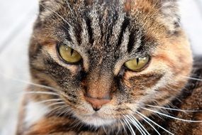 Closeup photo of Domestic Cat face on a blurred background
