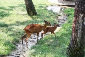 Picture of Bambi in natural park