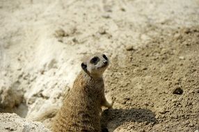 portrait of meerkat on sandy ground