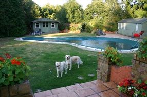 two golden retriever in the garden