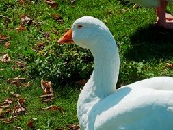 Goose gunter on green grass close up on a sunny day