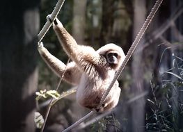 white-handed gibbon hanging on ropes at a zoo