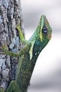 green lizard on the tree trunk