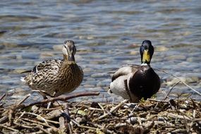 couple of mallards in wildlife