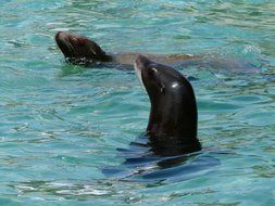 Californian sea lions swim in the water
