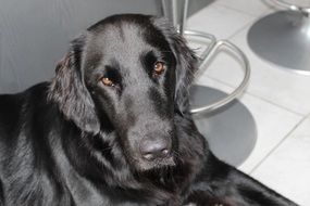 black retriever lies on the floor