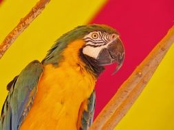 Exotic colorful parrot