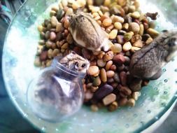 small Hamsters on Pebbles in Glass Bowl