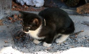 homeless young black and white cat