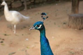 profile portrait of a blue peacock