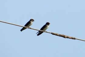 indian cliff swallow