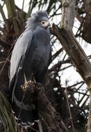 African Harrier-Hawk