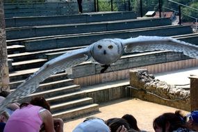 snowy owl on the show