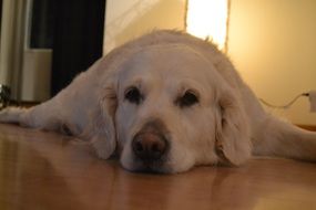 golden retriever sleeps on the ground in a house