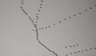 flight of ducks under a cloudy sky