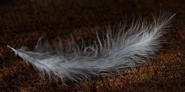 fluffy feather on the ground